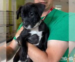 Small #2 Labrador Retriever-Retriever  Mix