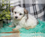 Small #1 Maltipoo