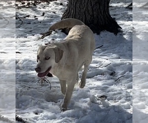 Mother of the Labrador Retriever puppies born on 06/29/2024