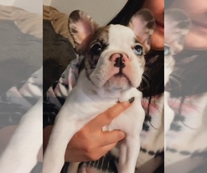 French Bulldog Puppy for sale in ENCINO, CA, USA