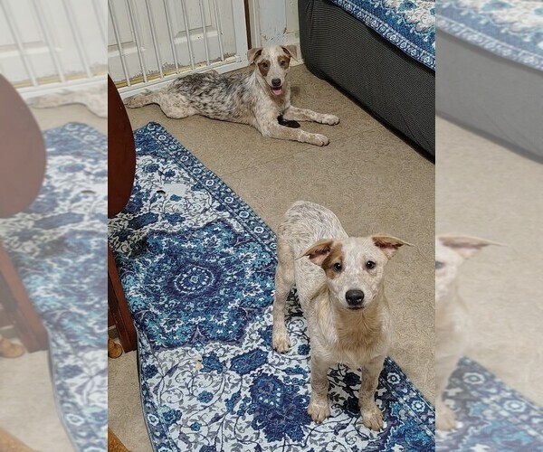 Medium Photo #4 Australian Cattle Dog Puppy For Sale in LAURENS, SC, USA