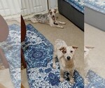 Small Photo #4 Australian Cattle Dog Puppy For Sale in LAURENS, SC, USA