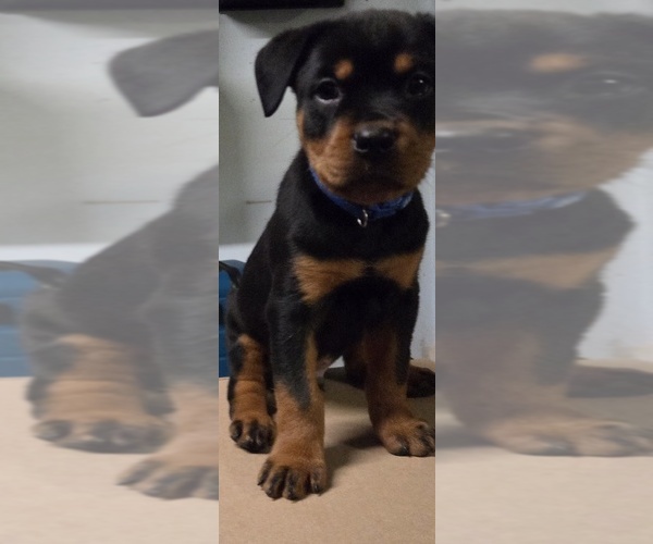 Medium Photo #1 Rottweiler Puppy For Sale in SEATTLE, WA, USA