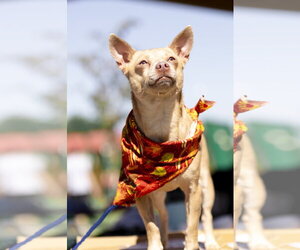 Penny Lee - Female Chihuahua Dog for Adoption - Photo #13