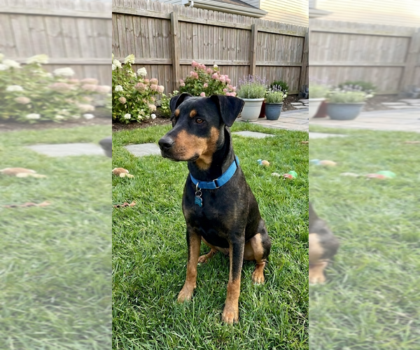 Medium Photo #3 Doberman Pinscher-Unknown Mix Puppy For Sale in Genesee, WI, USA