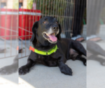 Small Photo #4 Doxle Puppy For Sale in San Diego, CA, USA