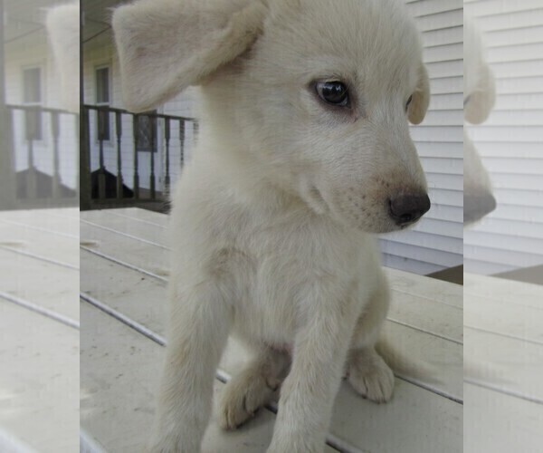 Medium Photo #1 Great Pyrenees Puppy For Sale in KALAMAZOO, MI, USA