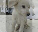 Small Photo #1 Great Pyrenees Puppy For Sale in KALAMAZOO, MI, USA