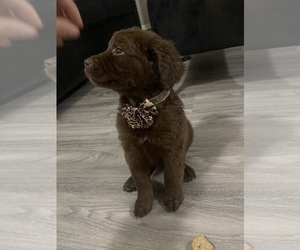 German Shepherd Dog-Goldendoodle Mix Puppy for sale in LAKELAND, FL, USA