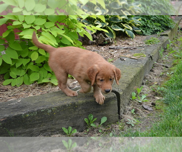 Medium Photo #3 Golden Retriever Puppy For Sale in GREENWOOD, WI, USA