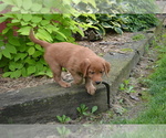 Small #2 Golden Retriever