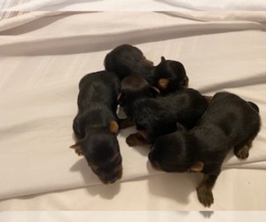 Yorkshire Terrier Puppy for Sale in EASTANOLLEE, Georgia USA