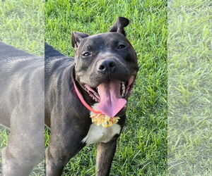 Pixie - Female American Pit Bull Terrier-American Staffordshire Terrier Mix Dog for Adoption - Photo #3