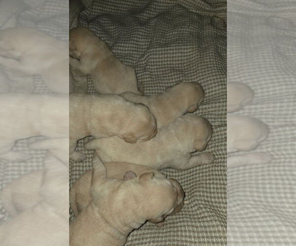 Medium Photo #1 Labrador Retriever Puppy For Sale in STANLEY, NY, USA