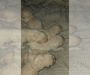 Labrador Retriever Puppy for Sale in STANLEY, New York USA