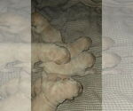 Small Labrador Retriever