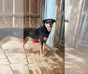 Mutt Dogs for adoption in Jackson, MS, USA