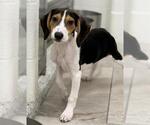 STRUDEL - Male Beagle-Unknown Mix Dog for Adoption - Small photo