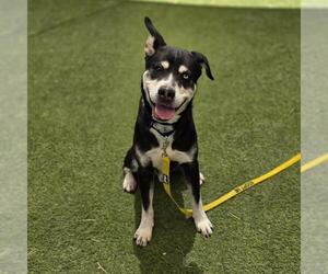 Siberian Husky-Unknown Mix Dogs for adoption in Las Vegas, NV, USA