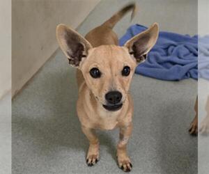 Chihuahua Dogs for adoption in Placerville, CA, USA