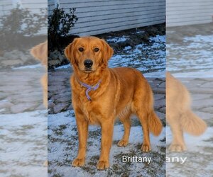 Mother of the Golden Retriever puppies born on 07/15/2026