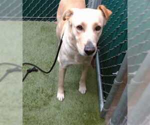 Labrador Retriever-Unknown Mix Dogs for adoption in Downey, CA, USA