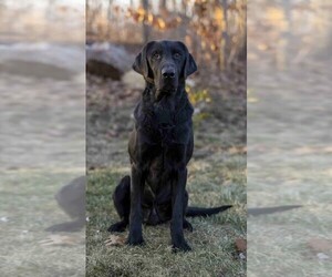 Father of the Labrador Retriever puppies born on 07/22/2025