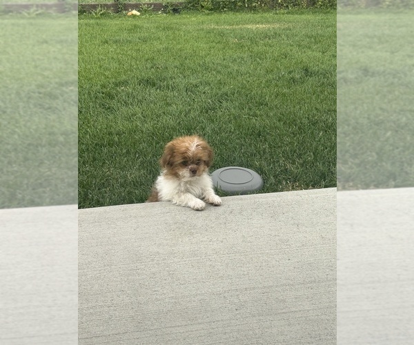 Medium Photo #1 ShihPoo Puppy For Sale in MEAD, CO, USA