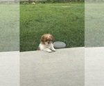 Puppy Charley ShihPoo