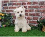 Small #5 West Highland White Terrier