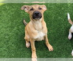Small Anatolian Shepherd Mix