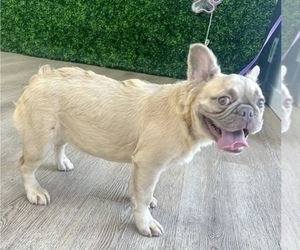French Bulldog Puppy for sale in MANHATTAN, NY, USA