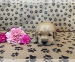Small #9 Golden Retriever