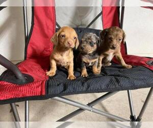 Yorkshire Terrier Puppy for sale in EL PASO, TX, USA