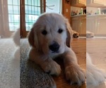 Small Photo #14 Golden Retriever Puppy For Sale in ARCHBALD, PA, USA