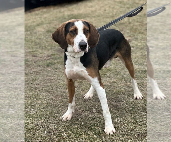 Medium Photo #4 Mutt Puppy For Sale in Elmsford, NY, USA