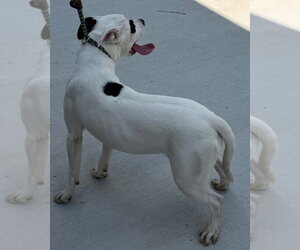 26-266 Bianca - Female Mutt Dog for Adoption - Photo #2