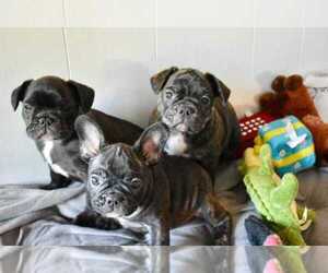 American French Bull Terrier Puppy for sale in CENTREVILLE, VA, USA