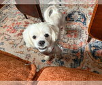 Small #5 Shih Tzu Mix
