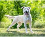 Small #3 Labrador Retriever Mix