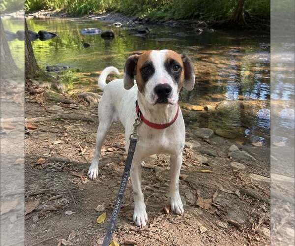 Medium Photo #1 Mutt Puppy For Sale in New Oxford , PA, USA
