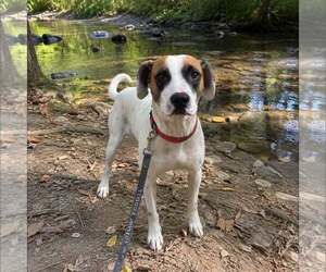 Mutt Dogs for adoption in New Oxford , PA, USA