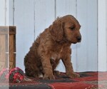 Small Photo #6 Irish Doodle Puppy For Sale in GREENCASTLE, PA, USA