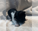 Puppy Puppy 3 Havanese