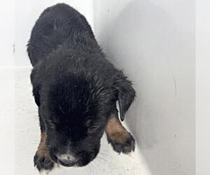 Mutt Dogs for adoption in Houston, TX, USA