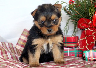 Yorkshire Terrier Puppy for sale in MOUNT JOY, PA, USA