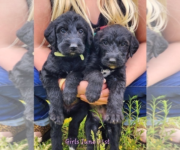 Medium Photo #4 Irish Wolfhound-Poodle (Standard) Mix Puppy For Sale in OMAHA, AR, USA