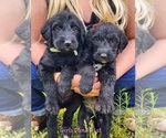 Small Photo #4 Irish Wolfhound-Poodle (Standard) Mix Puppy For Sale in OMAHA, AR, USA