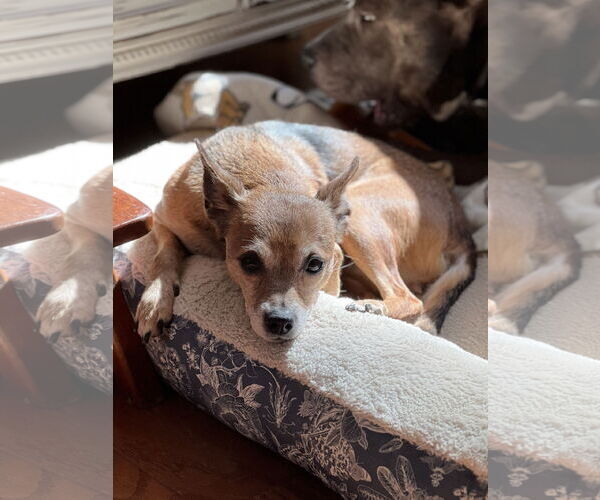 Medium Photo #2 Chihuahua Puppy For Sale in Lakemont, GA, USA
