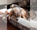 Small #1 Chihuahua
